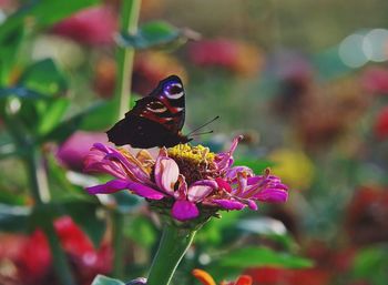 Close-up of butterfly pollinating on pink flower