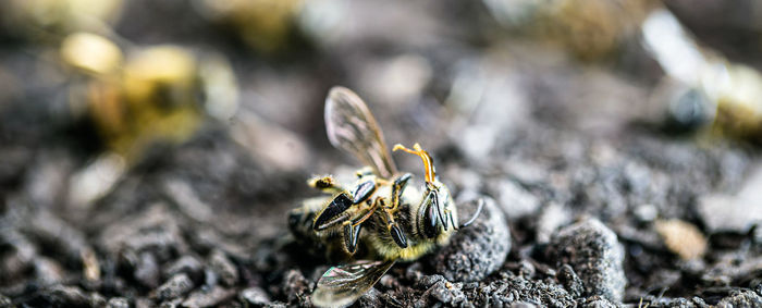 Close-up of bee on flower