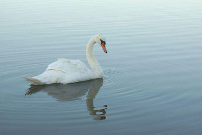 Swan swimming on lake