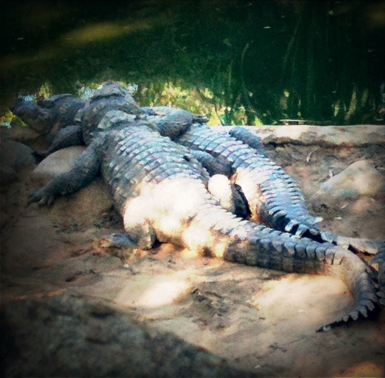 animal themes, animals in the wild, wildlife, one animal, bird, nature, two animals, high angle view, outdoors, full length, side view, reptile, zoology, day, no people, animals in captivity, togetherness, rock - object, close-up, zoo