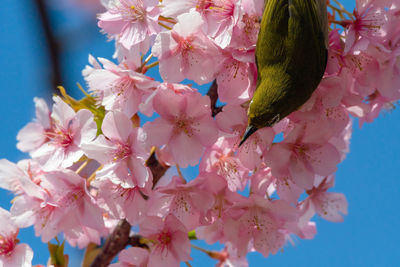 Low angle view of pink cherry blossoms