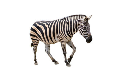 Zebra standing against white background