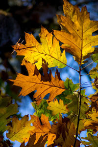 Close-up of maple leaves