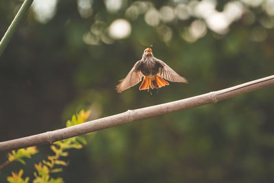 Close-up of bird flying