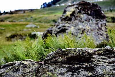 Close-up of moss on rock