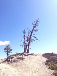 Bare trees on landscape against clear blue sky