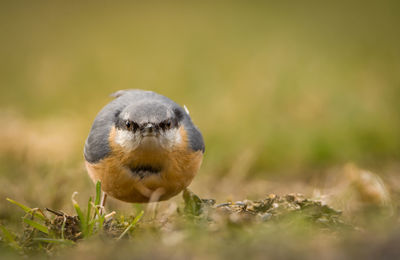 Close-up of young bird