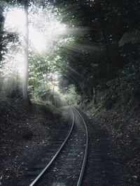 Railroad tracks amidst trees in forest