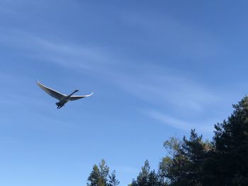 Low angle view of bird flying in sky