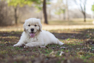 Portrait of white dog lying on field