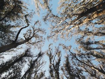 Low angle view of trees against sky