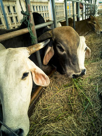 Close-up of a cow