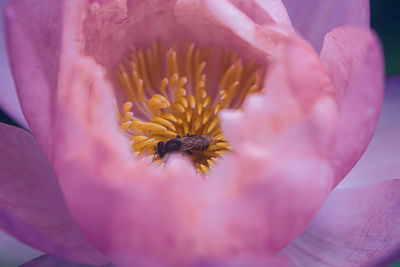 Close-up of bee on pink flower