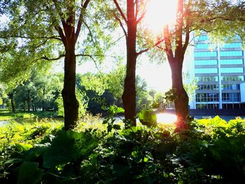 Trees in city against sky