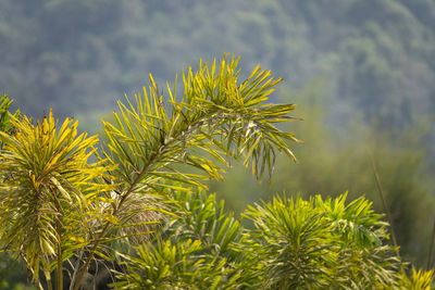 Close-up of pine tree