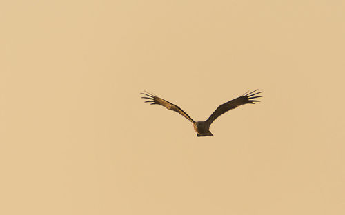 Bird flying in sky