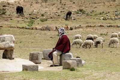 Side view of mature shepherd sitting on stone by sheep