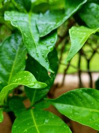 Close-up of wet plant
