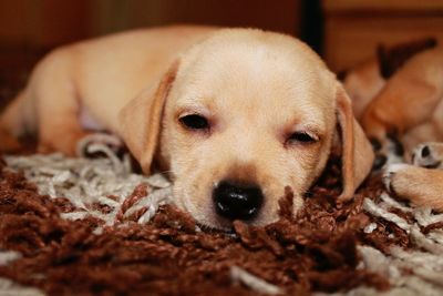 Close-up of puppy relaxing on carpet at home