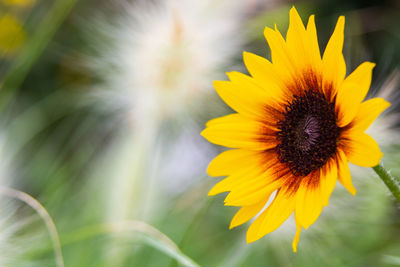 Close-up of yellow flowering plant