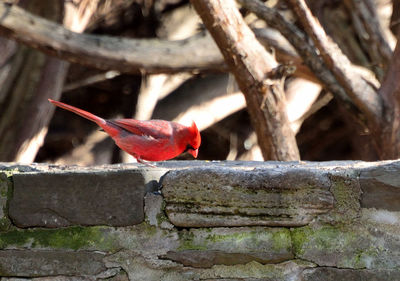 Close-up of bird perching on branch