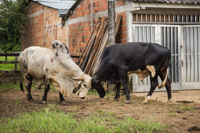 Horses standing in a field