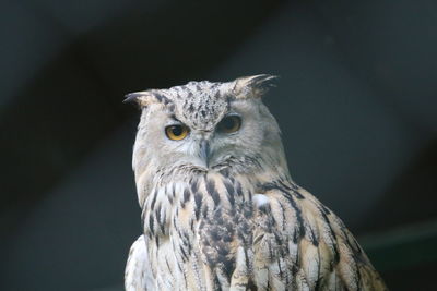 Close-up portrait of owl