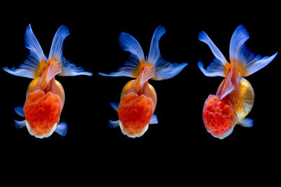 Close-up of orange flowers against black background