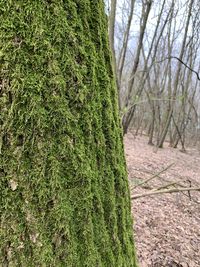 Moss growing on tree trunk