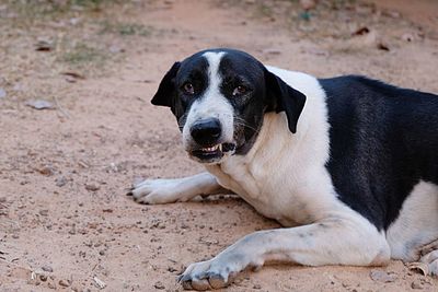 Portrait of dog sitting on land