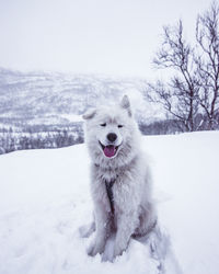 Dog on snow covered land