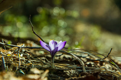 Close-up of purple crocus flower on field