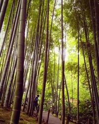 Bamboo trees in forest