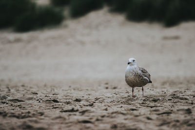 Seagull perching on a field