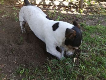High angle view of dog on field