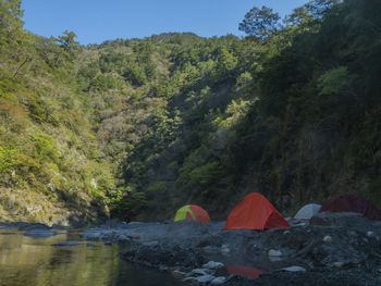 Scenic view of river amidst trees in forest