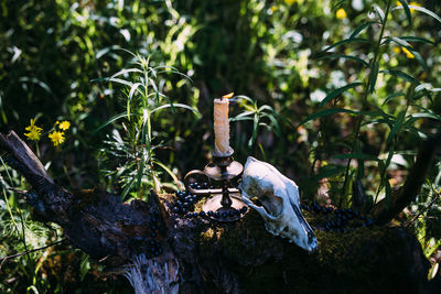 Close-up of statue in garden