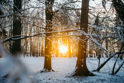 Sunlight streaming through trees in snow covered forest