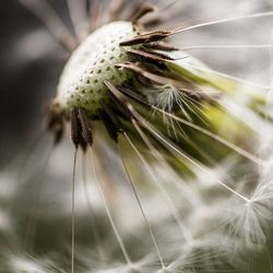Close-up of dandelion