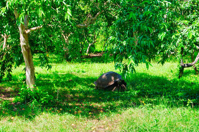 View of horse on field