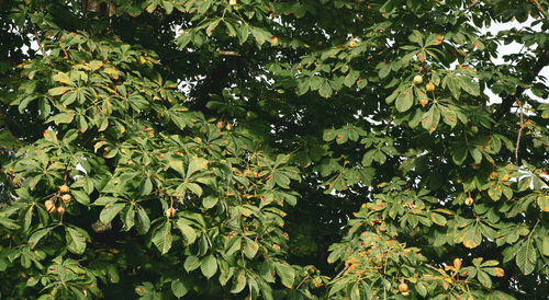 Low angle view of tree leaves