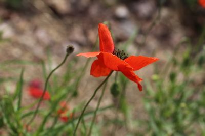 Close-up of orange poppy flower