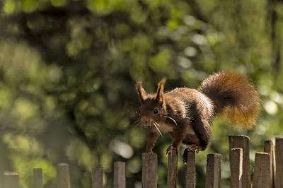 Squirrel on wooden fence