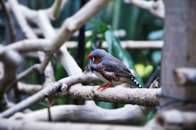 Close-up of bird perching on branch