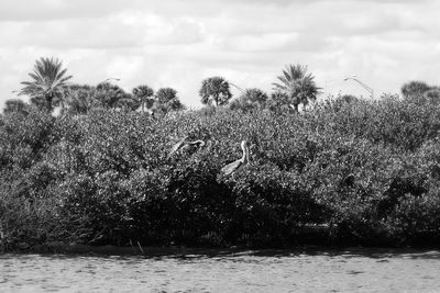 View of birds on plants against sky