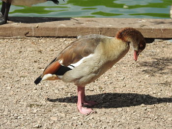 Full length of a bird