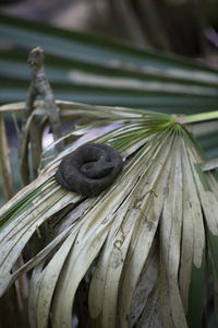 Close-up of crab on leaves