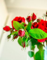 Close-up of red plant