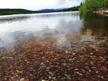 Leaves floating on lake against sky