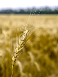 Ripe golden ears of wheat bent under their own weight. ear of wheat close-up in daylight outdoors.